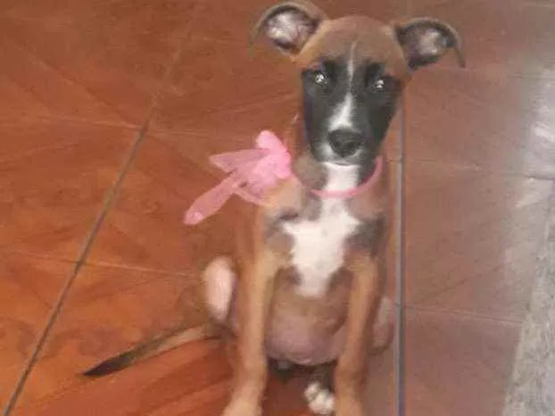 Cachorro ra a Srd idade 2 a 6 meses nome Estrela
