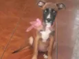 Estrela