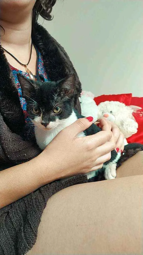 Gato ra a Sem raça idade 2 a 6 meses nome Dríade