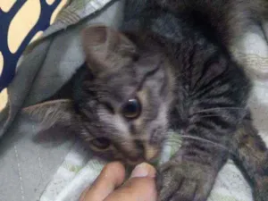 Gato raça não identificada idade 2 a 6 meses nome bolinha
