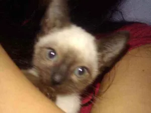 Gato raça siamês idade 2 a 6 meses nome sem nome