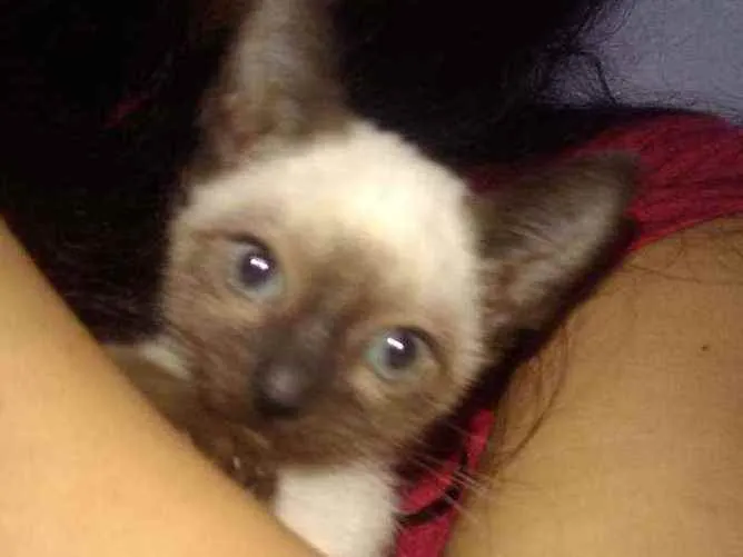 Gato raça siamês idade 2 a 6 meses nome sem nome