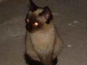 Gato raça siamês idade 2 a 6 meses nome jabiraca