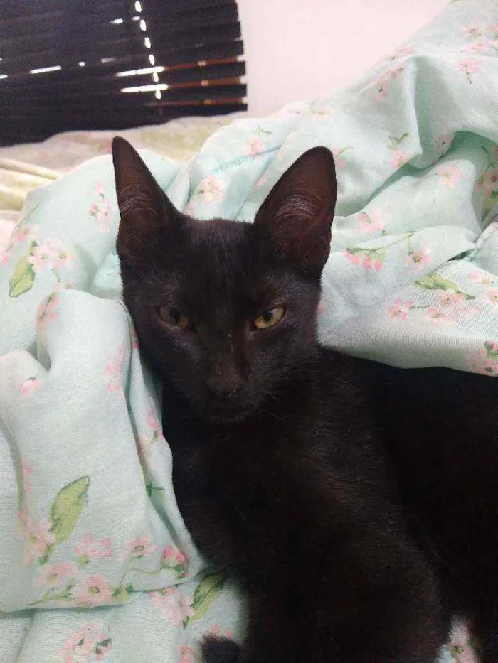 Gato raça não identificada idade 2 a 6 meses nome jabiroco