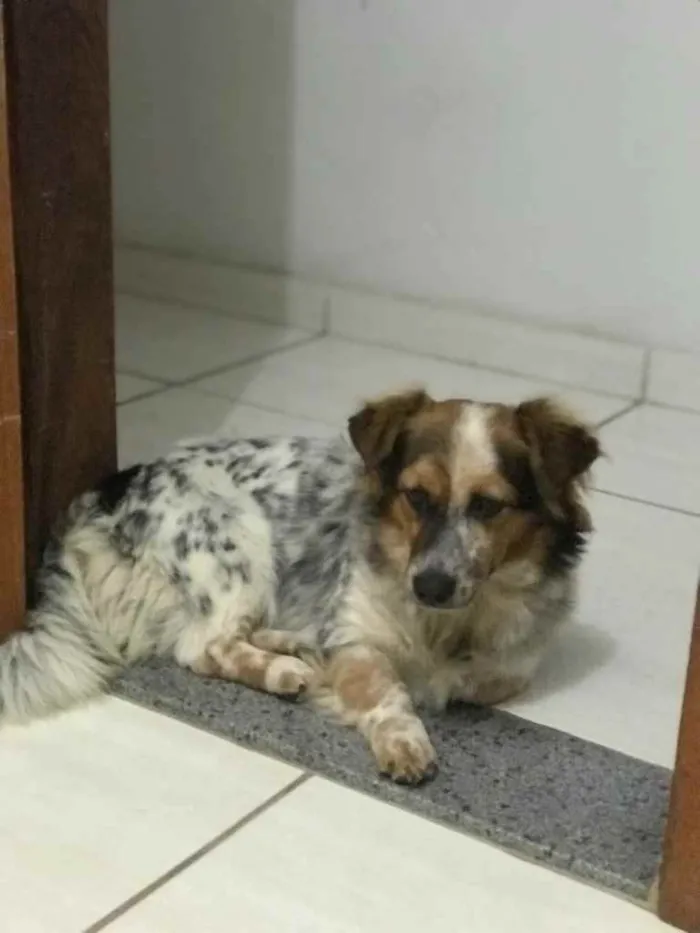 Cachorro ra a Vira-lata idade 7 a 11 meses nome Leyce