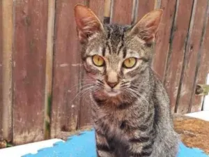 Gato raça SRD  idade 2 a 6 meses nome Marley