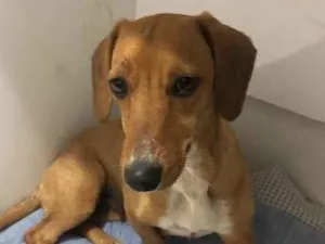 Cachorro raça salsicinha  idade 1 ano nome Nina 