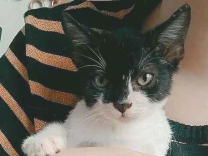 Gato ra a Sem raça idade 2 a 6 meses nome Dríade