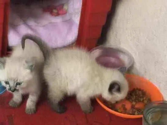 Gato ra a Misturado idade Abaixo de 2 meses nome Teddy