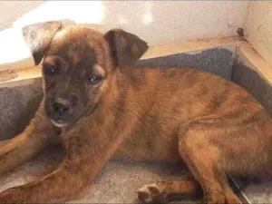 Cachorro raça Vira lata idade 2 a 6 meses nome Não tem nome ainda 