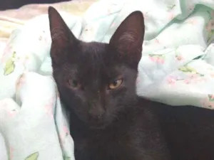 Gato raça não identificada idade 2 a 6 meses nome jabiroco