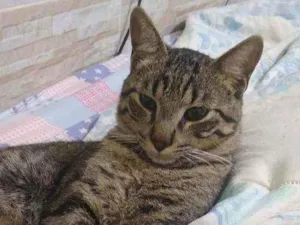 Gato raça não identificada idade 7 a 11 meses nome miniris
