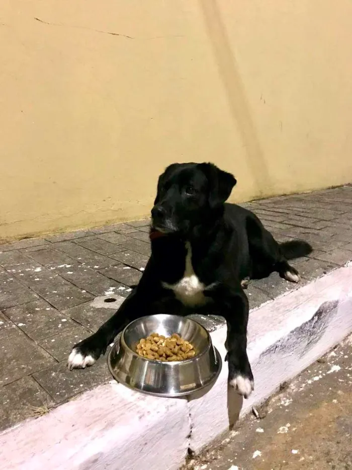 Cachorro ra a SRD-ViraLata idade 4 anos nome Desconhecido