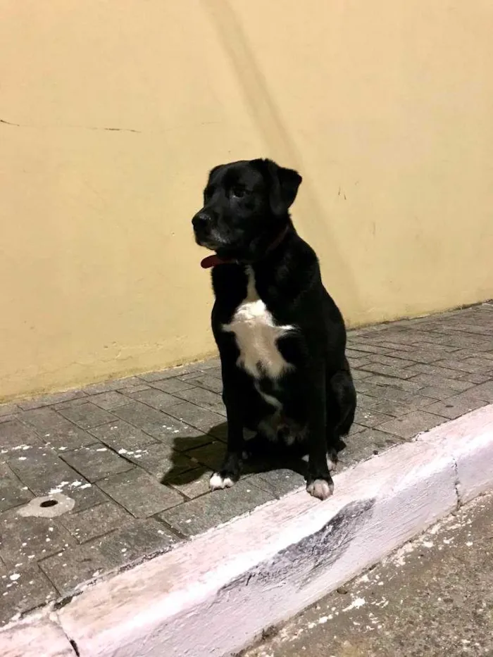 Cachorro ra a SRD-ViraLata idade 4 anos nome Desconhecido