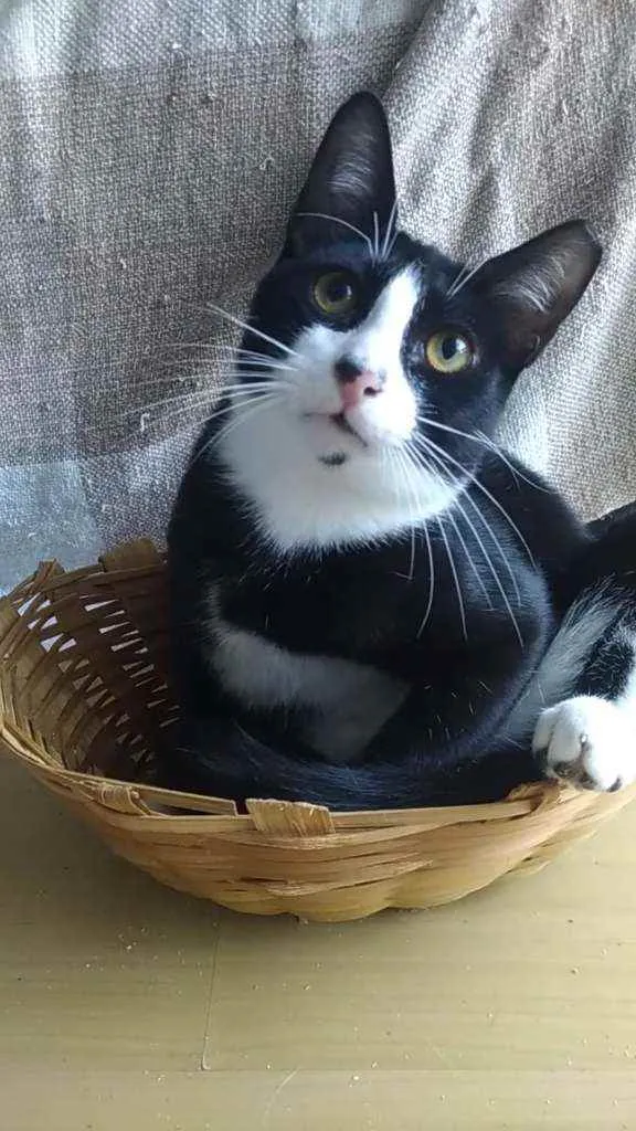 Gato ra a Srd idade 2 a 6 meses nome Alexi