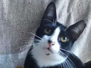 Gato raça Srd idade 2 a 6 meses nome Alexi
