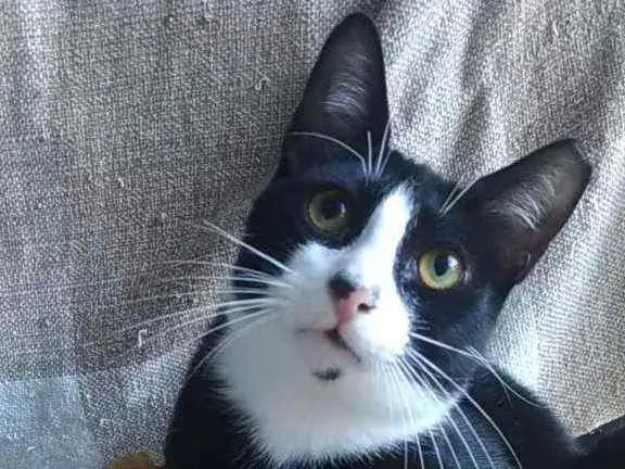 Gato ra a Srd idade 2 a 6 meses nome Alexi
