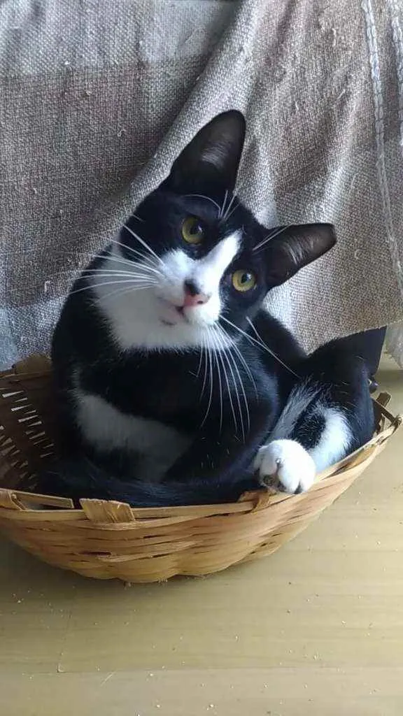 Gato ra a Srd idade 2 a 6 meses nome Alexi
