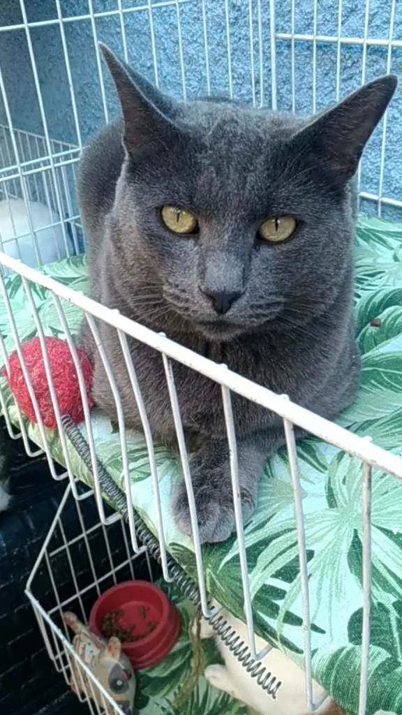 Gato ra a Srd idade 1 ano nome Grafite