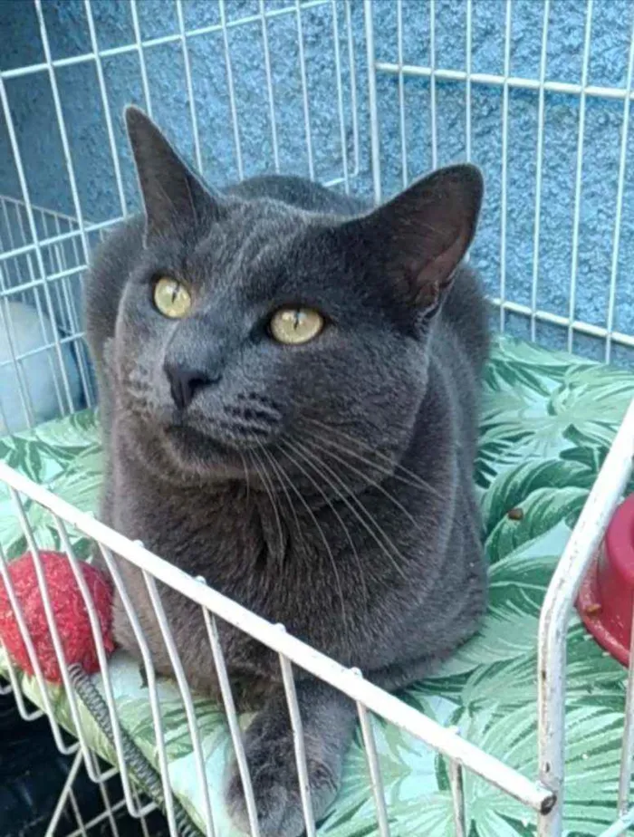 Gato ra a Srd idade 1 ano nome Grafite