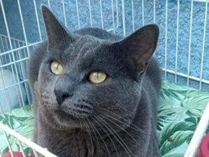 Gato raça Srd idade 1 ano nome Grafite