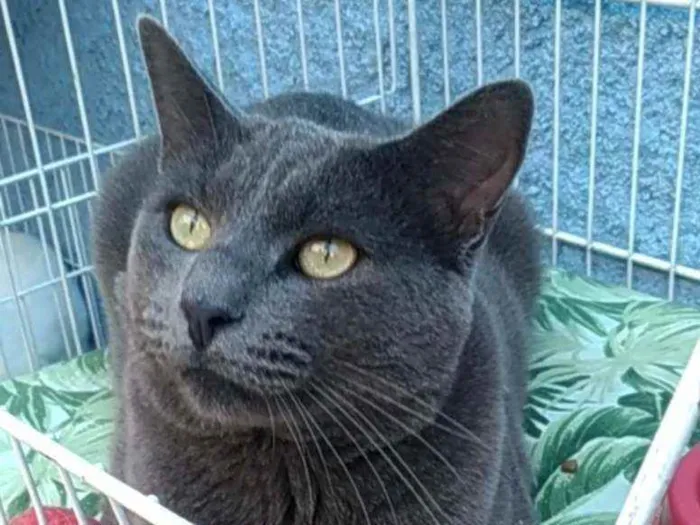 Gato ra a Srd idade 1 ano nome Grafite