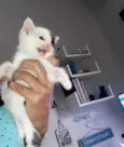 Bolotinha