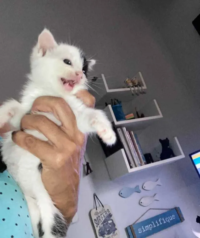 Gato ra a Sem raça  idade Abaixo de 2 meses nome Bolotinha