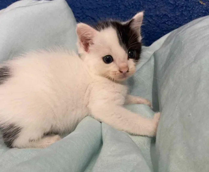 Gato ra a Sem raça  idade Abaixo de 2 meses nome Bolotinha