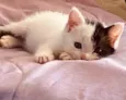Bolotinha