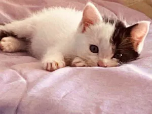 Gato raça Sem raça  idade Abaixo de 2 meses nome Bolotinha