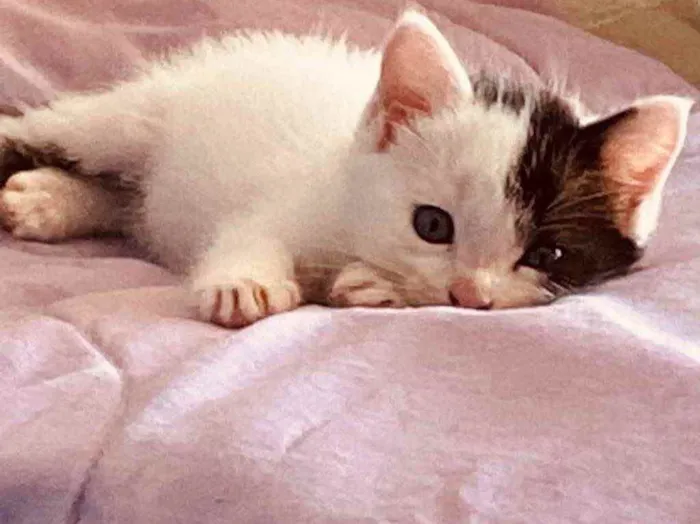 Gato ra a Sem raça  idade Abaixo de 2 meses nome Bolotinha