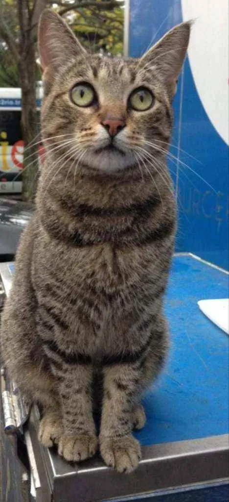 Gato ra a Srd idade 2 anos nome Vick