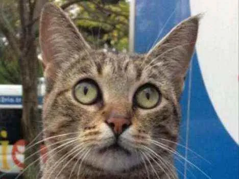 Gato ra a Srd idade 2 anos nome Vick