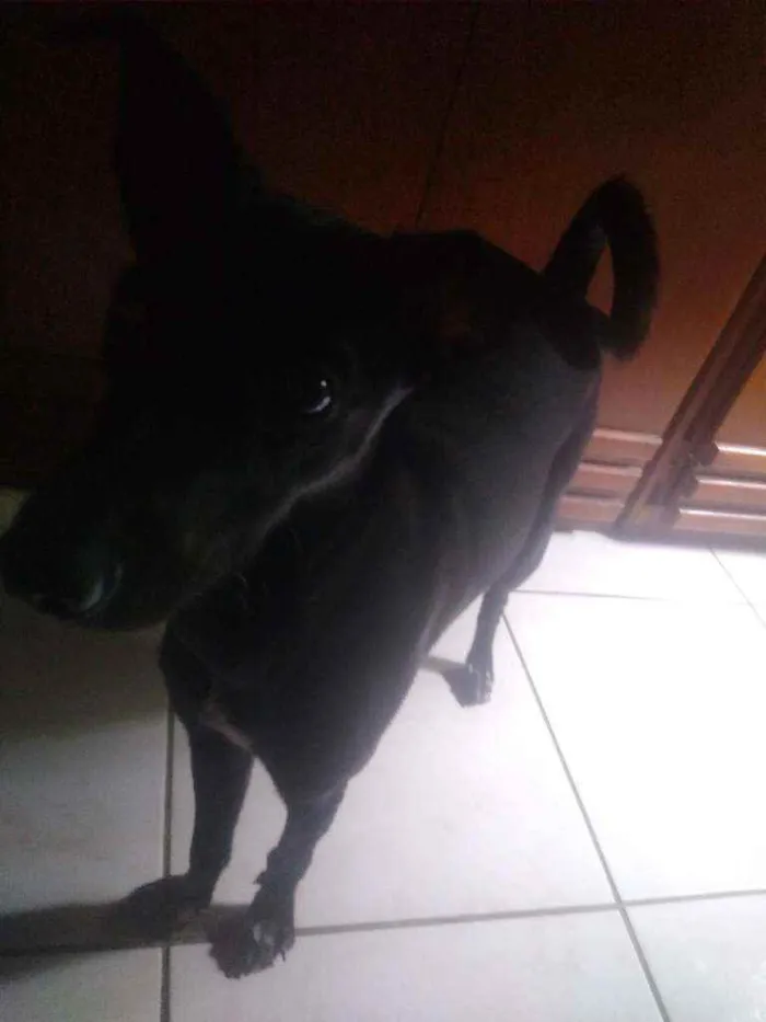 Cachorro ra a Vira lata idade 1 ano nome Luna