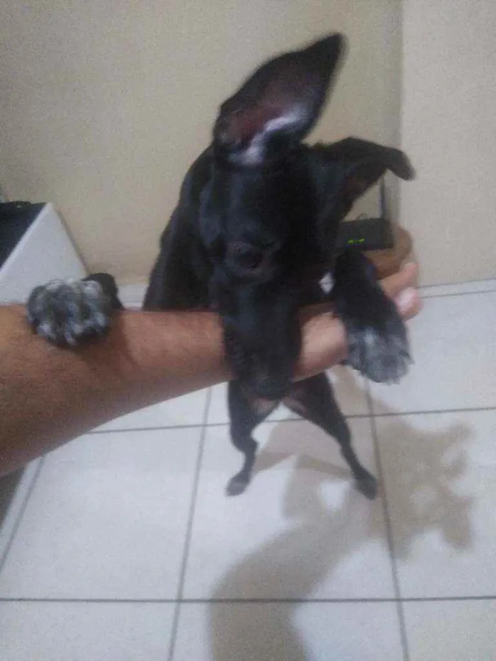 Cachorro ra a Vira lata idade 1 ano nome Luna