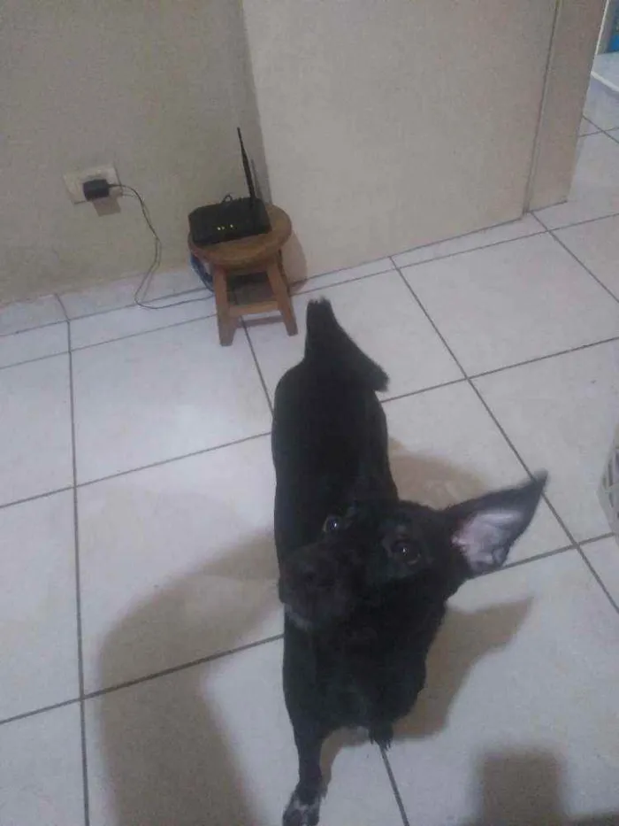 Cachorro ra a Vira lata idade 1 ano nome Luna