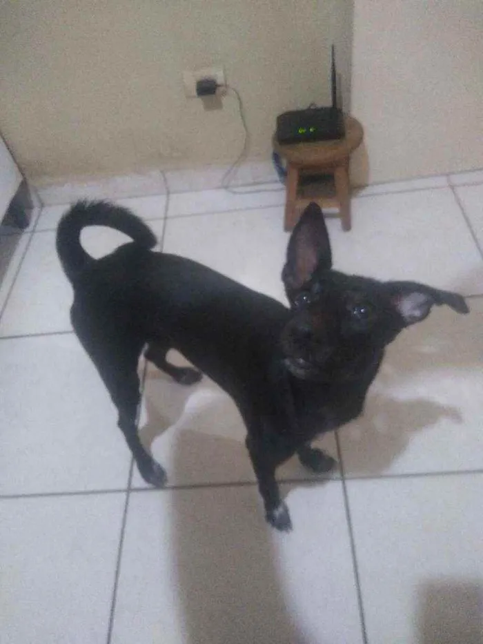 Cachorro ra a Vira lata idade 1 ano nome Luna