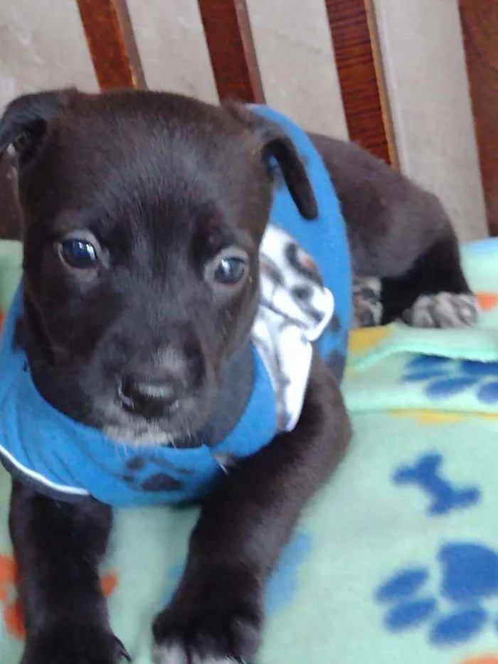 Cachorro raça Srd idade Abaixo de 2 meses nome Noah