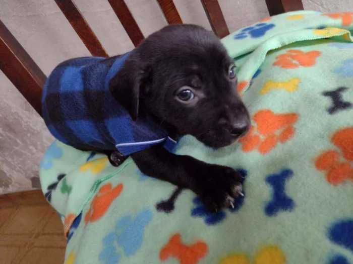 Cachorro raça Srd idade Abaixo de 2 meses nome Bernardo