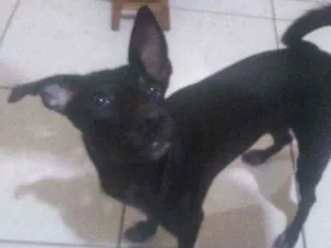 Cachorro raça Vira lata idade 1 ano nome Luna