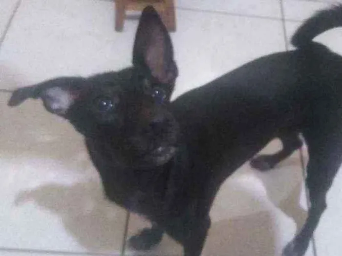 Cachorro ra a Vira lata idade 1 ano nome Luna