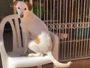 Cachorro raça sem raça definida idade 7 a 11 meses nome MIXIRICA