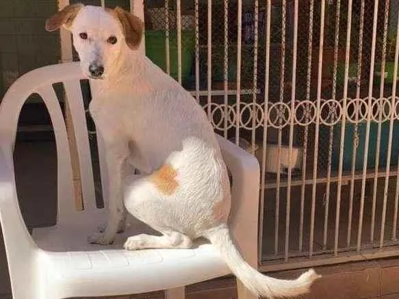 Cachorro ra a sem raça definida idade 7 a 11 meses nome MIXIRICA