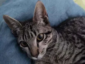 Gato raça Srd idade 2 a 6 meses nome Paz