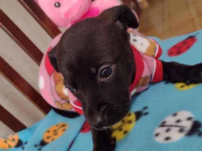 Cachorro raça Srd idade Abaixo de 2 meses nome Funny