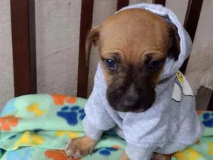 Cachorro raça Srd idade Abaixo de 2 meses nome Zhyan