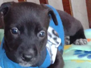 Cachorro raça Srd idade Abaixo de 2 meses nome Noah