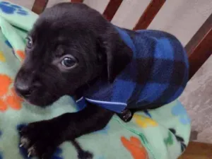 Cachorro raça Srd idade Abaixo de 2 meses nome Bernardo