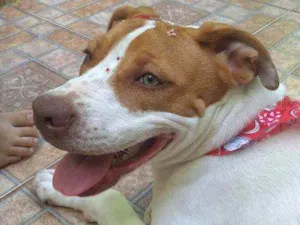 Cachorro raça Pitbull idade 2 a 6 meses nome Athena